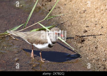 Dreibandregenpfeifer/Drei-banded Plover oder drei Bändern sandplover/Charadrius tricollaris Stockfoto