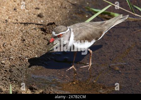 Dreibandregenpfeifer/Drei-banded Plover oder drei Bändern sandplover/Charadrius tricollaris Stockfoto