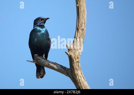 Rotschulter-Glanzstar/ Cape Glanzstar oder Rotschulterstar / Lamprotornis niens Stockfoto