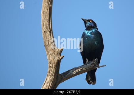 Rotschulter-Glanzstar/ Cape Glanzstar oder Rotschulterstar / Lamprotornis niens Stockfoto