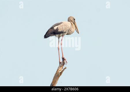 Asiatischer Schälstorch, der elegant auf einem Zweig steht Stockfoto