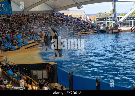 Puerto de la Cruz, Teneriffa, Spanien - 08.12.2023: Zwei Killerwale, Orcas im Jump plätschernden Wasser im Loro Parque. Orcas, die in einer schwimmhalle auftreten Stockfoto