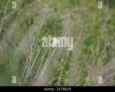 Ein Schilfwurmler Acrocephalus arundinaceus singt in Schilfstielen Stockfoto