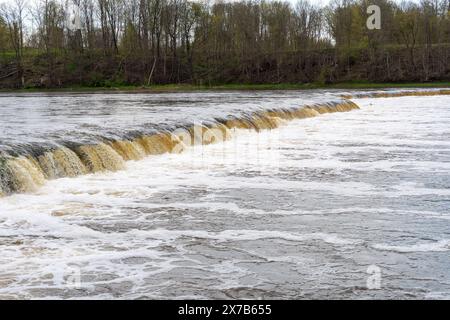 Vimba (Vimba vimba) Fische springen über den Wasserfall der Venta, Kuldiga, Lettland. Stockfoto