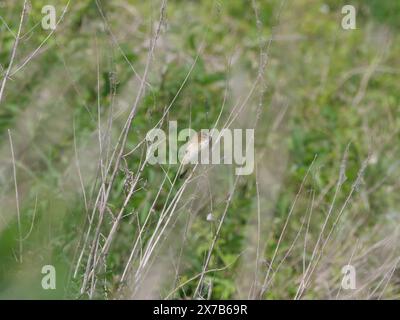 Ein Schilfwurmler Acrocephalus arundinaceus singt in Schilfstielen Stockfoto