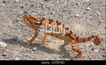 Lappenchamäleon/Flap-necked chameleon/Chamaeleo dilepis Stockfoto