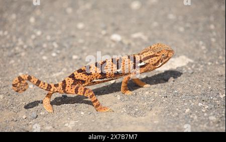 Lappenchamäleon/Flap-necked chameleon/Chamaeleo dilepis Stockfoto