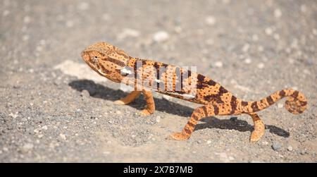 Lappenchamäleon/Flap-necked chameleon/Chamaeleo dilepis Stockfoto