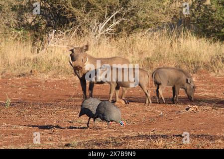 Warzenschwein und Helmperlhuhn / Warzenschwein und Helmperlhuhn / Phacochoerus africanus et Numida meleagris Stockfoto