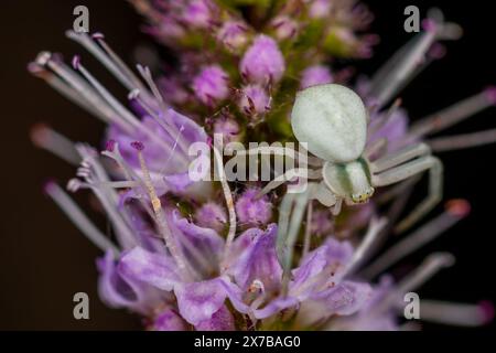 Weiße Blumenkrabbenspinne (Misumena vatia) auf einer Blume Stockfoto