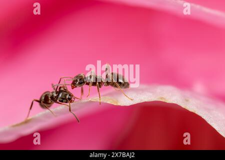 Schwarze Gartenameisen (Lasius niger) treffen sich auf einer Kamelienblume Stockfoto