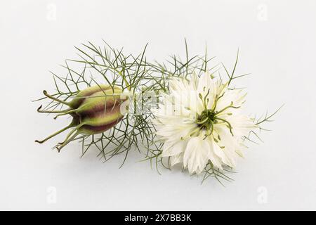 Schwarzkümmel oder Nigella sativa Blüte und Samenkapsel isoliert auf grauem Hintergrund Stockfoto