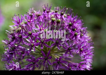 Violette Allium-Blume, Zwiebel mit rundem, großem violetten Blumenkopf in einem verschwommenen Garten Stockfoto