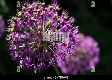 Violette Allium-Blüte, Zierzwiebeln mit rundem großen lila Blumenkopf. Verschwommene alliumblume im Hintergrund Stockfoto