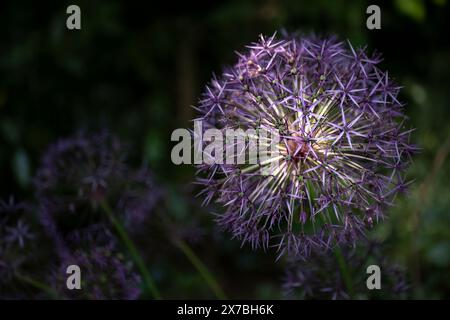 Lila Riesen-Allium-Blume, beleuchtet von der Sonne, auf dunkelgrünem, verschwommenem Hintergrund. Andere allium-Blüten fallen in den Schatten. Draufsicht Stockfoto