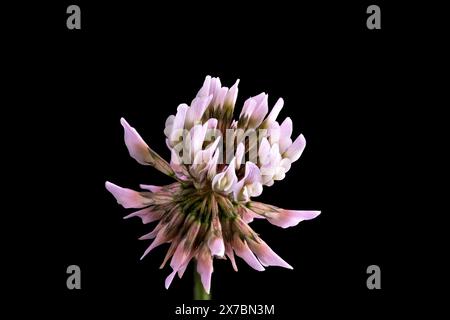 Trifolium hybridum, der Alsikekeklee, Familie Fabaceae. Blume isoliert auf schwarzem Untergrund. Stockfoto