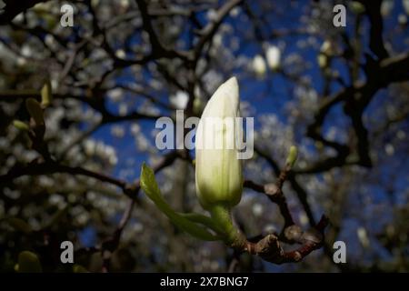 Weiße Magnolie im Frühling Stockfoto