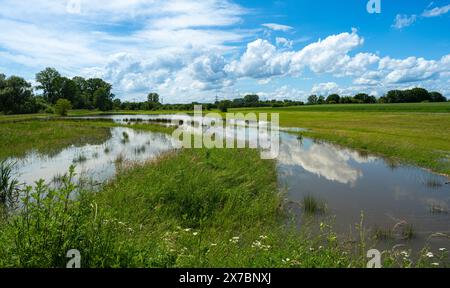 Überflutetes Grünland bei Rastatt in Baden-Württemberg, Deutschland, Europa Stockfoto