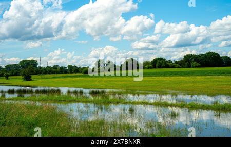 Überflutetes Grünland bei Rastatt in Baden-Württemberg, Deutschland, Europa Stockfoto