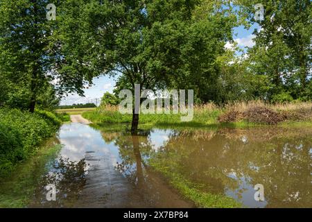 Überflutetes Grünland bei Rastatt in Baden-Württemberg, Deutschland, Europa Stockfoto