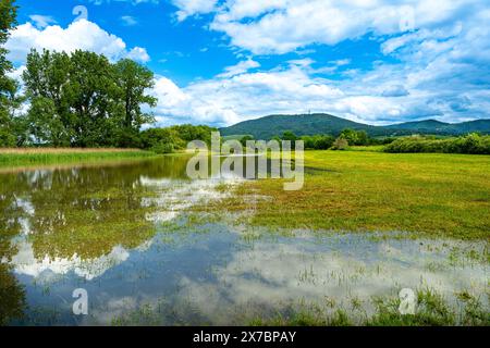 Überflutetes Grünland bei Rastatt in Baden-Württemberg, Deutschland, Europa Stockfoto