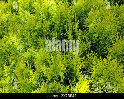 Orientalische Thuja-Pflanzen sind eine natürliche Zierpflanze, die in der Landschaftsarchitektur verwendet wird. Stockfoto