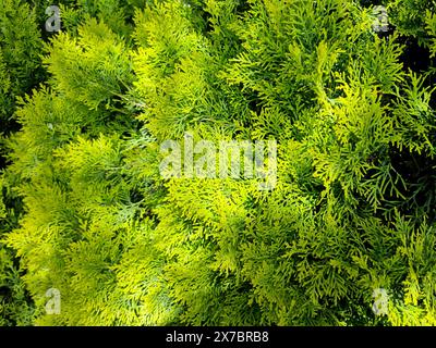 Orientalische Thuja-Pflanzen sind eine natürliche Zierpflanze, die in der Landschaftsarchitektur verwendet wird. Stockfoto