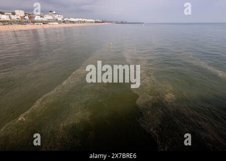 Brighton Beach, Stadt Brighton & Hove, East Sussex, Großbritannien. Etwas Unheimliches schwimmt im Meer in der Nähe des Brighton Palace Pier. Mai 2024. Quelle: David Smith/Alamy Live News Stockfoto