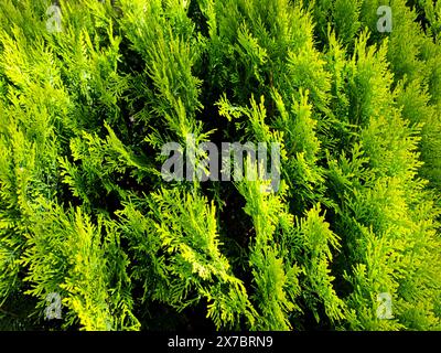 Orientalische Thuja-Pflanzen sind eine natürliche Zierpflanze, die in der Landschaftsarchitektur verwendet wird. Stockfoto