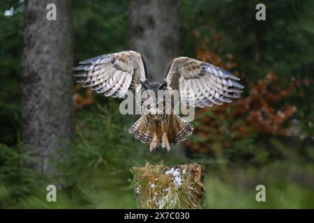 Eine große Horneule landet auf einem Baumstumpf im Wald. Stockfoto