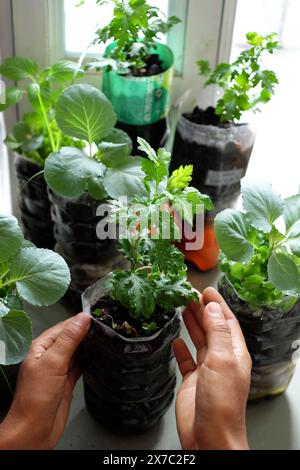 Verwenden Sie Plastikflasche wiederzuverwenden, um Topf für Pflanzengemüse im Garten zu machen, Keimlinge wachsen in Behältern, recyceln Sie von Müll zu sace Earth, diy für grünen Öko Stockfoto