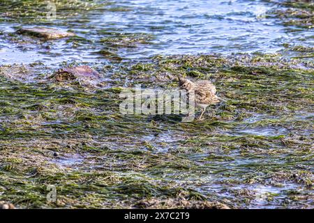 Iberische Haubenlarche, Galerida cristata pallida. Alvor Promenade und Mündungsweg, Algarve, Portugal. Diese Unterart ist nur in der iberia zu finden Stockfoto