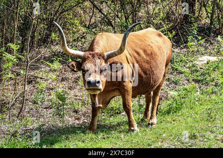 Die Cachena-Kuh im Nationalpark Peneda-Geres in Nordportugal. Es handelt sich um eine traditionelle portugiesische Bergrinderrasse, die sich hervorragend für ihr Fleisch und ihre Tracti eignet Stockfoto