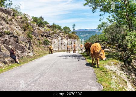 Die Cachena-Kuh im Nationalpark Peneda-Geres in Nordportugal. Es handelt sich um eine traditionelle portugiesische Bergrinderrasse, die sich hervorragend für ihr Fleisch und ihre Tracti eignet Stockfoto