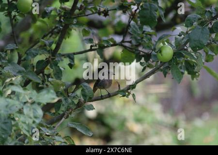 Ein kleiner Vogel auf einem Ast eines Apfelbaums mit grünen Äpfeln. Der Hintergrund ist unscharf und hebt den Vogel und den Zweig hervor. Stockfoto