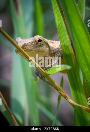 Ein kleiner Federgürtel, ein kleiner Frosch, der nicht größer als ein Daumen ist, hält sich mit zarter Präzision an einem Grasblatt fest. Stockfoto