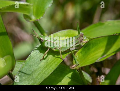 Ein kleiner grüner Grashüpfer begibt sich auf eine Reise über ein grasbewachsenes Blatt in einer warmen Wiese von Virginia. Stockfoto