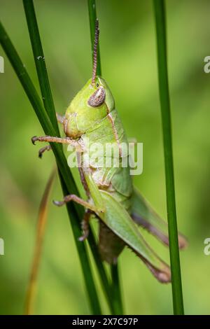 Ein kleiner grüner Grashüpfer begibt sich auf eine Reise auf einem schmalen Grashalm auf einer warmen Wiese in Virginia. Stockfoto