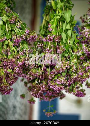 Frisch geerntete Kräuter mit blühenden lila Blüten hängen kopfüber und sind bereit für den Trocknungsprozess in einer natürlichen Umgebung. Stockfoto