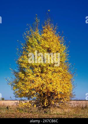 Ein lebendiger gelbblättriger Baum steht allein vor einem klaren blauen Himmel und symbolisiert die Einsamkeit und den Wechsel der Jahreszeiten. Stockfoto