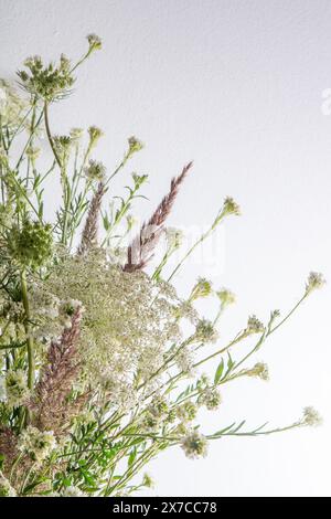 Strauß weißer Blumen auf weißem Hintergrund. Wilde Karotte und Schafgarbe. Einfache Sommerblume. Naturflora ästhetisch. Blütenknospe. Blumig botanisch. Minimalistischer Style. Stockfoto