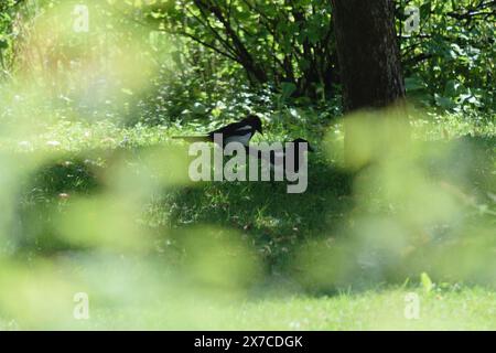 Zwei Elden stehen auf dem Gras in einem bewaldeten Gebiet, mit Sonnenlicht, das durch die Bäume filtert. Stockfoto