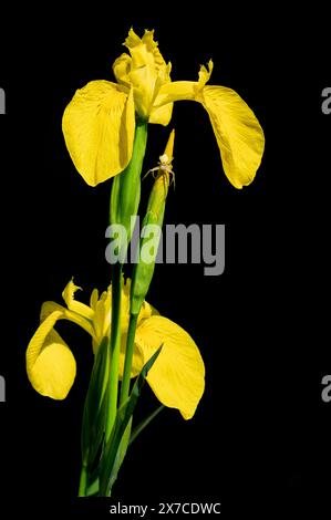 Eine gelbe Iris mit hohem Stiel auf schwarzem Hintergrund. Die Blume wird von ihrem natürlichen Hintergrund isoliert und auf einer schwarzen Basis platziert, um ihre Farbe hervorzuheben Stockfoto