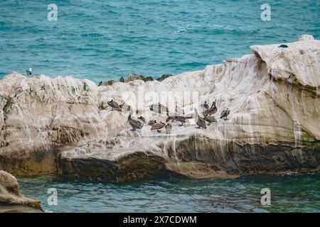 Felsige Klippen im Ozean und eine Schar brauner Pelikane an einem bedeckten Tag in Kalifornien Stockfoto