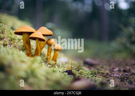 Eine Gruppe von gelben Pilzen im norwegischen Wald Stockfoto