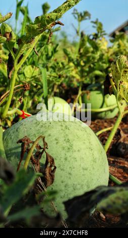 Junge Wassermelonenfrüchte, die morgens auf der Plantage dem Tau ausgesetzt sind Stockfoto