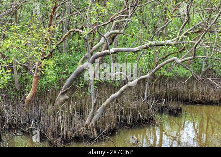 Mangrovenbäume mit dichten Wurzeln in Naturschutzwäldern Stockfoto