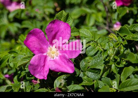 Wilde Rosen brennen in der natürlichen Umgebung, rosa Blumen auf dem wilden Busch Stockfoto