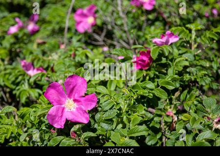 Wilde Rosen brennen in der natürlichen Umgebung, rosa Blumen auf dem wilden Busch Stockfoto