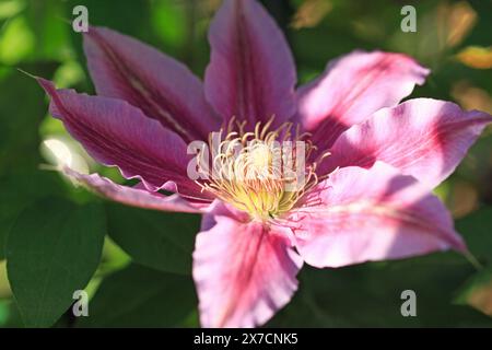 Clematis - Doktor Ruppel Blume in voller Blüte vor einem schattenhaften Hintergrund. Das ist eine frühblühende Clematis und gehört zur Gruppe 2 Stockfoto